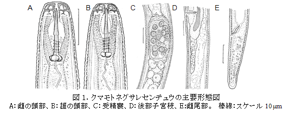 図1.クマモトネグサレセンチュウの主要形態図