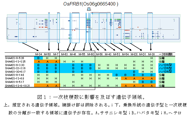 図1:一次枝梗数に影響を及ぼす遺伝子領域。