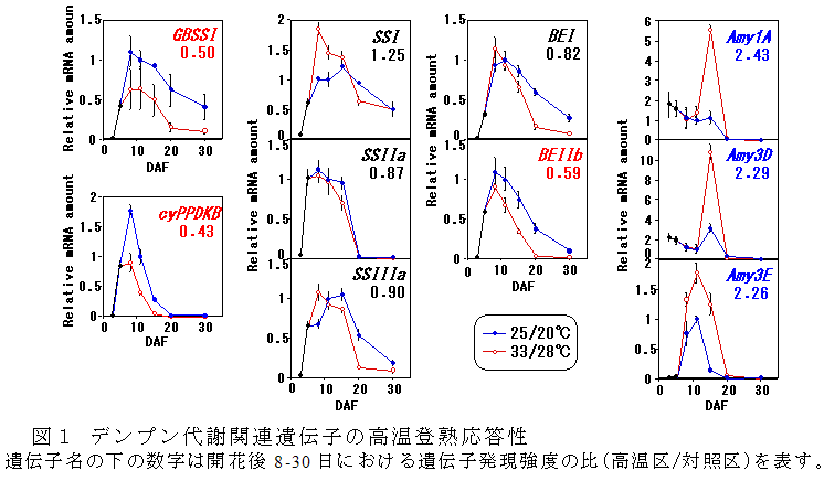 図1 デンプン代謝関連遺伝子の高温登熟応答性