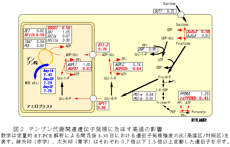 図2 デンプン代謝関連遺伝子発現に及ぼす高温の影響