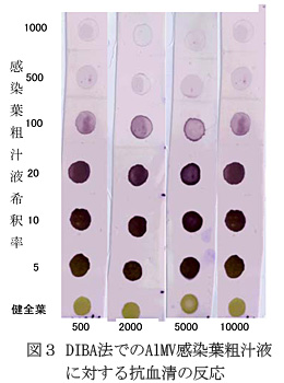 図3 DIBA法でのAlMV感染葉粗汁液に対する抗血清の反応