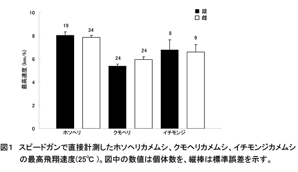 図1 スピードガンで直接計測したホソヘリカメムシ、クモヘリカメムシ、イチモンジカメムシの最高飛翔速度(25°C)。図中の数値は個体数を、縦棒は標準誤差を示す。