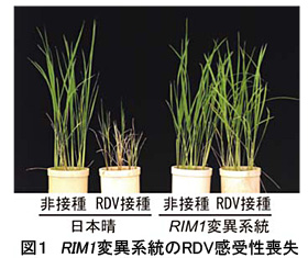 図1 RIM1変異系統のRDV感受性喪失