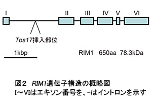 図2 RIM1遺伝子構造の概略図 I～VIはエキソン番号を、-はイントロンを示す