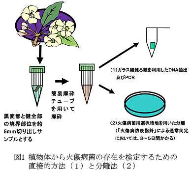 図1 植物体から火傷病菌の存在を検定するための直接的方法(1)と分離法(2)