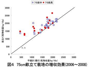 図4 75cm畝立て栽培の増収効果(2006～2008)