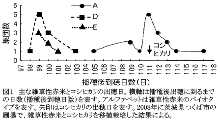 図1 主な雑草性赤米とコシヒカリの出穂日。横軸は播種後出穂に到るまでの日数(播種後到穂日数)を表す。アルファベットは雑草性赤米のバイオタイプを表す。矢印はコシヒカリの出穂日を表す。2008年に茨城県つくば市の圃場で、雑草性赤米とコシヒカリを移植栽培した結果による。