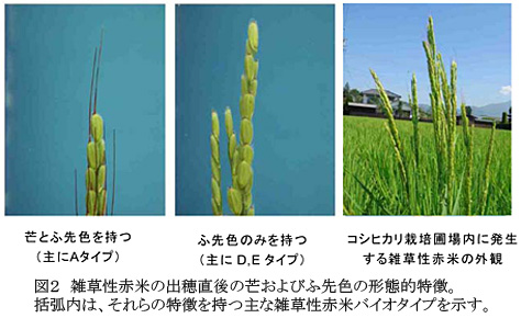 図2 雑草性赤米の出穂直後の芒およびふ先色の形態的特徴。括弧内は、それらの特徴を持つ主な雑草性赤米バイオタイプを示す。
