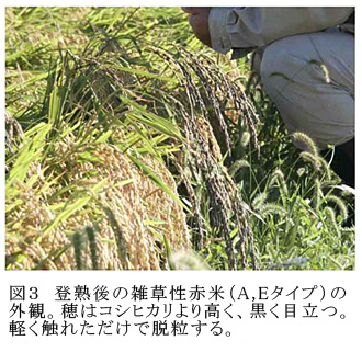 図3 登熟後の雑草性赤米(A,Eタイプ)の外観。穂はコシヒカリより高く、黒く目立つ。軽く触れただけで脱粒する。
