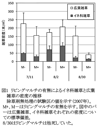 図1 リビングマルチの有無によるイネ科雑草と広葉雑草の密度の推移除草剤無処理の試験区の値を示す(2007年)。M+、M-はリビングマルチの有無を示す。図中のバーは広葉雑草、イネ科雑草それぞれの密度についての標準偏差。8/30はリビングマルチは枯死していた。