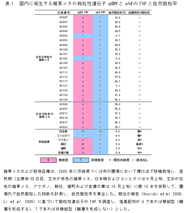 表1 国内に発生する雑草イネの脱粒性遺伝子qSH1とsh4のFNPと自然脱粒率