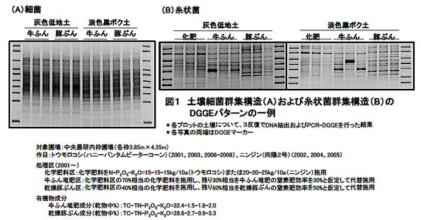 図1 土壌細菌群集構造(A)および糸状菌群集構造(B)のDGGEパターンの一例