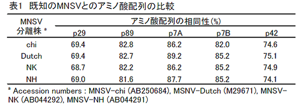 表1 既知のMNSVとのアミノ酸配列の比較