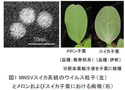 図1 MNSVスイカ系統のウイルス粒子(左)とメロンおよびスイカ子葉における病徴(右)