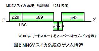 図2 MNSV スイカ系統のゲノム構造