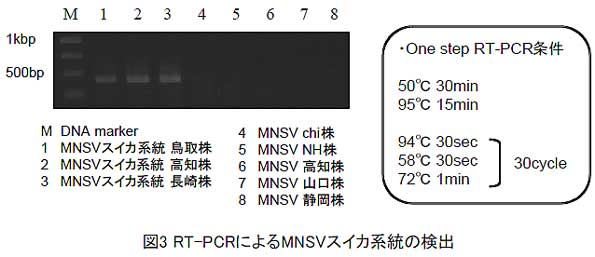 表1 既知のMNSVとのアミノ酸配列の比較