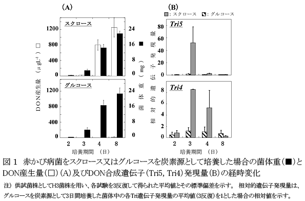図1 赤かび病菌をスクロース又はグルコースを炭素源として培養した場合の菌体重(■)とDON産生量(□)(A)及びDON合成遺伝子(Tri5, Tri4)発現量(B)の経時変化