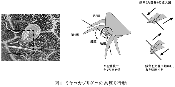 図1 ミヤコカブリダニの糸切り行動