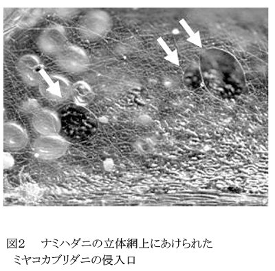 図2 ナミハダニの立体網上にあけられたミヤコカブリダニの侵入口