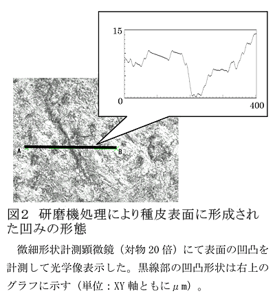 図2 研磨機処理により種皮表面に形成された凹みの形態