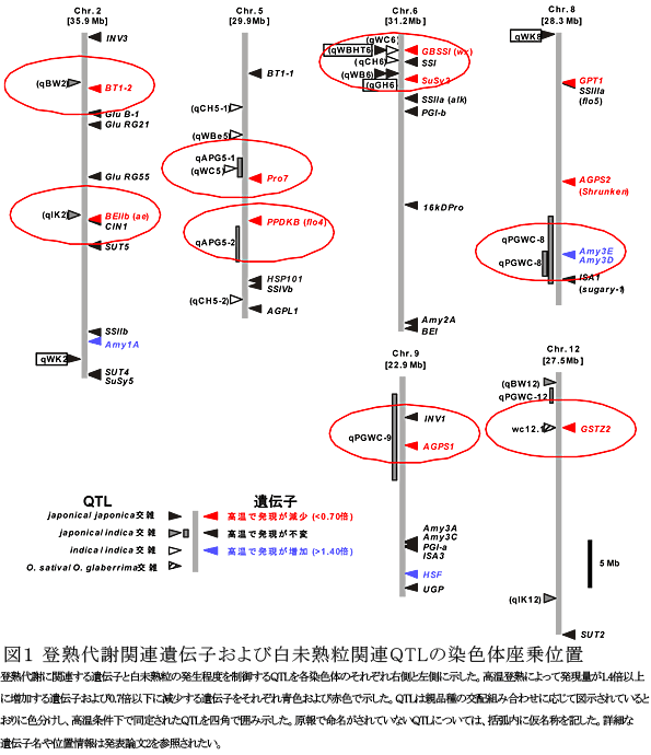 図1 登熟代謝関連遺伝子および白未熟粒関連QTLの染色体座乗位置