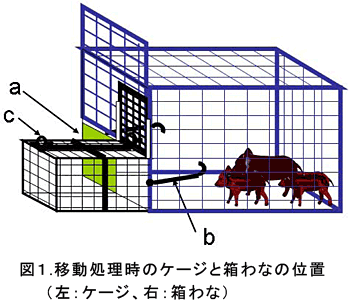 図1 移動処理時のケージと箱わなの位置(左:ケージ、右:箱わな)