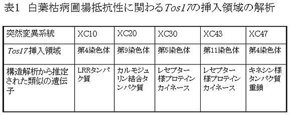 表1 白葉枯病圃場抵抗性に関わるTos17の挿入領域の解析