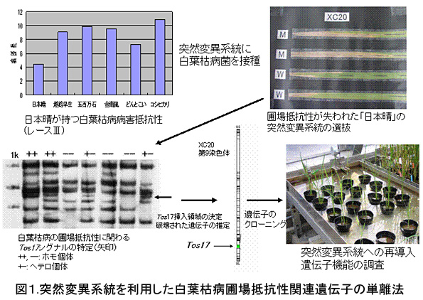 図1 突然変異系統を利用した白葉枯病圃場抵抗性関連遺伝子の単離法