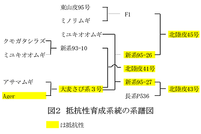 図2 抵抗性育成系統の系譜図