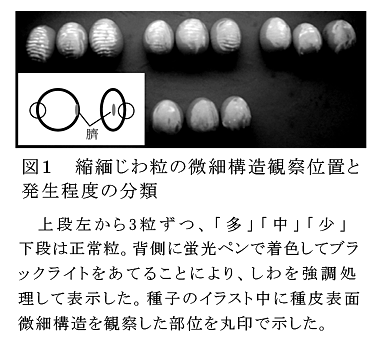 図1 縮緬じわ粒の微細構造観察位置と発生程度の分類