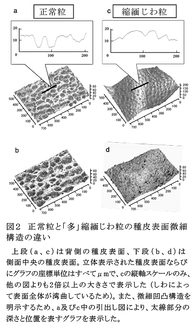 図2 正常粒と「多」縮緬じわ粒の種皮表面微細構造の違い