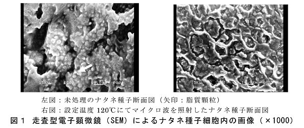 図1 走査型電子顕微鏡(SEM)によるナタネ種子細胞内の画像(×1000)