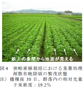 狭畦密植栽培における茎葉処理剤散布晩限頃の繁茂状態