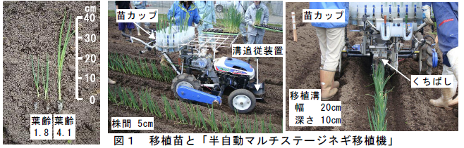 移植苗と「半自動マルチステージネギ移植機」