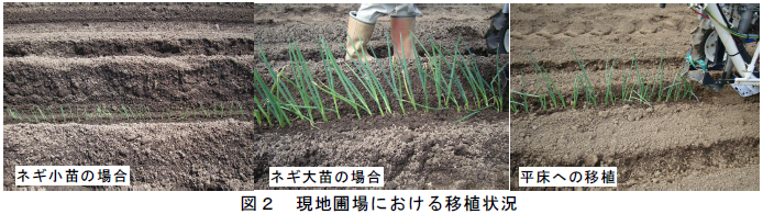 現地圃場における移植状況