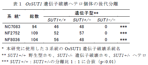 OsSUT1 遺伝子破壊ヘテロ個体の後代分離