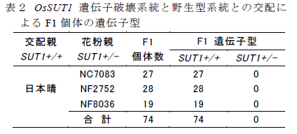OsSUT1 遺伝子破壊系統と野生型系統との交配に よるF1 個体の遺伝子型