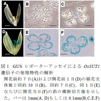 GUS レポーターアッセイによるOsSUT1 遺伝子の発現特性の解析