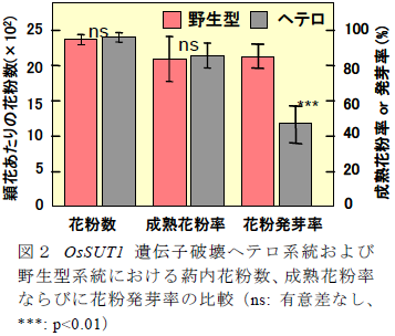 OsSUT1 遺伝子破壊ヘテロ系統および 野生型系統における葯内花粉数、成熟花粉率 ならびに花粉発芽率の比較