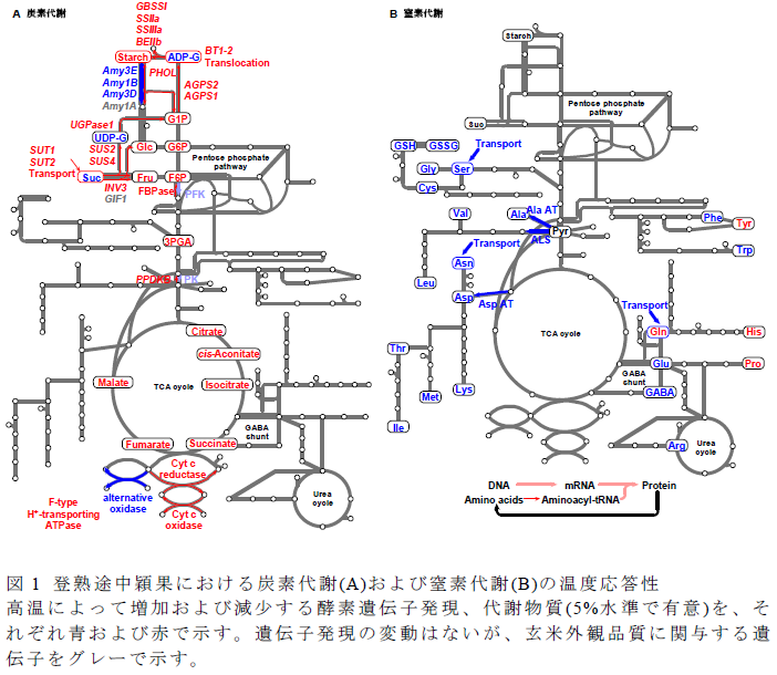 登熟途中穎果における炭素代謝(A)および窒素代謝(B)の温度応答性