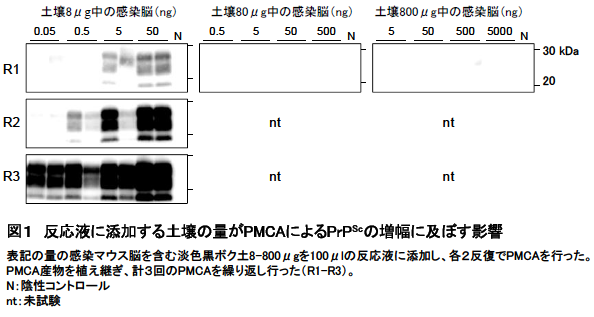 反応液に添加する土壌の量がPMCAによるPrPScの増幅に及ぼす影響