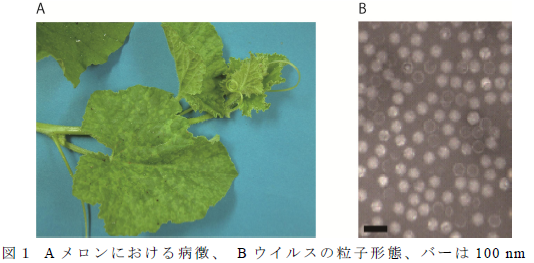 A メロンにおける病徴、 B ウイルスの粒子形態、バーは100 nm