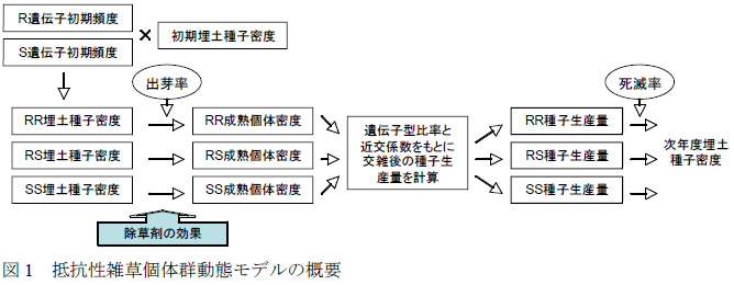 抵抗性雑草個体群動態モデルの概要
