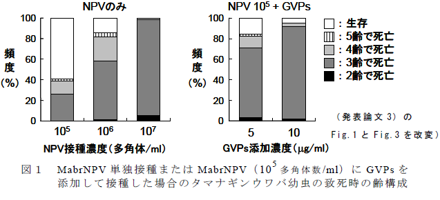 MabrNPV 単独接種またはMabrNPV( 105 多角体数/ml) にGVPs を 添加して接種した場合のタマナギンウワバ幼虫の致死時の齢構成