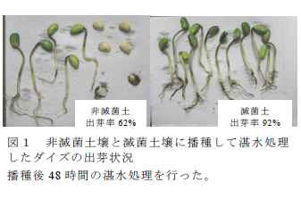 非滅菌土壌と滅菌土壌に播種して湛水処理 したダイズの出芽状況