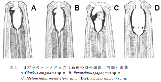 日本産モノンクス目の4 新種の雌の頭部( 唇部) 形態