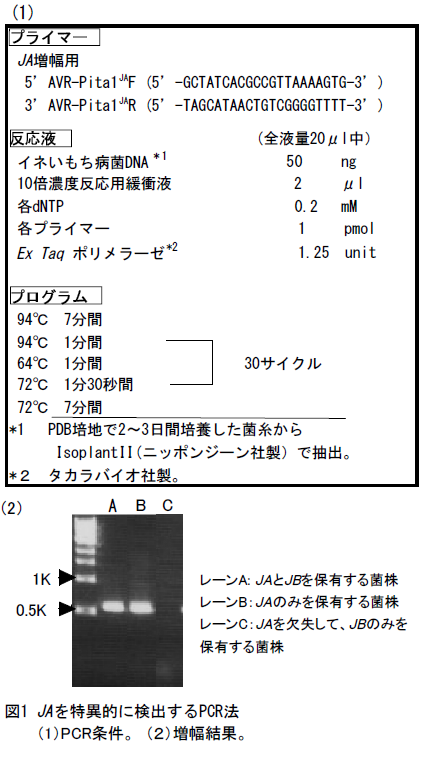 JAを特異的に検出するPCR法