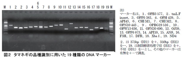 図2 タマネギの品種識別に用いた19 種類のDNA マーカー