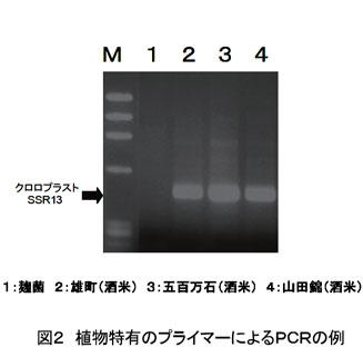 図2 植物特有のプライマーによるPCRの例