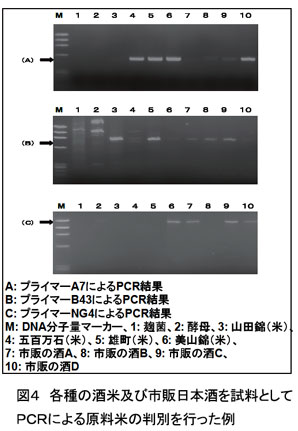 図4 各種の酒米及び市販日本酒を試料としてPCRによる原料米の判別を行った例